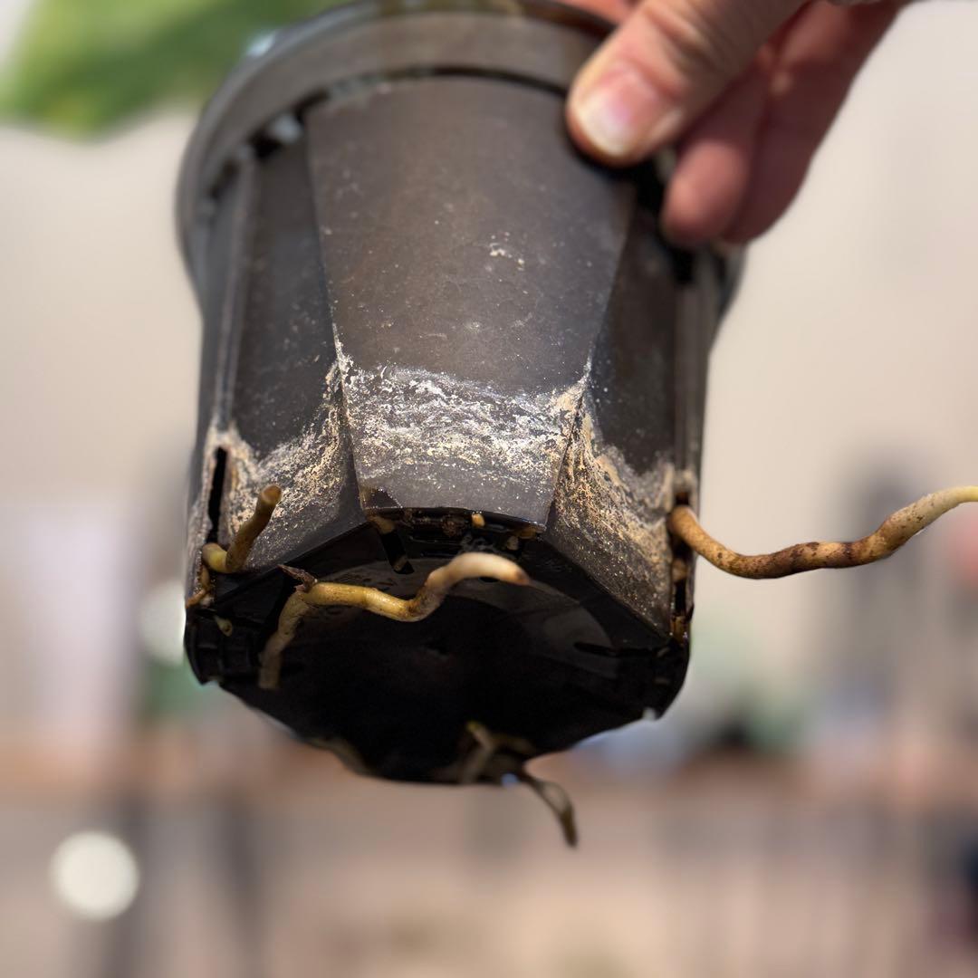 す*る様 22 モンステラ デリシオーサ レガシー 斑入り 美斑 - メルカリ