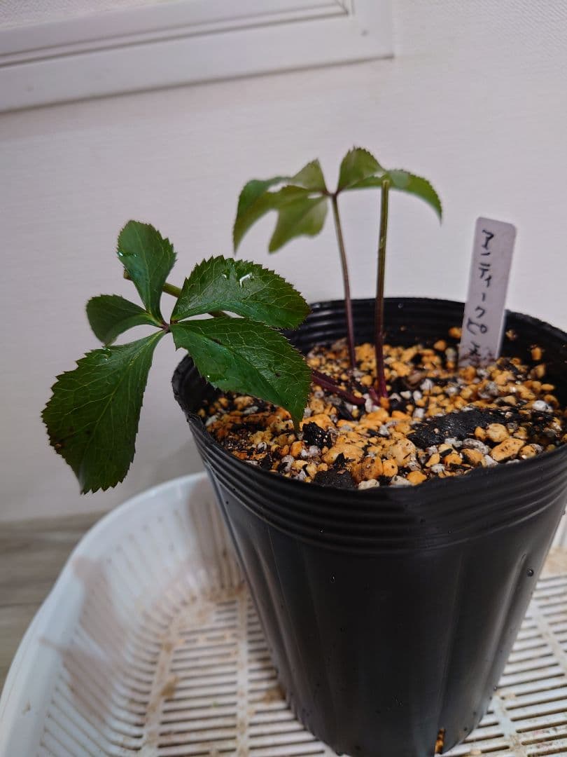 ヒ*イ様 アンティークピエラ クリスマスローズ 株分け - メルカリ