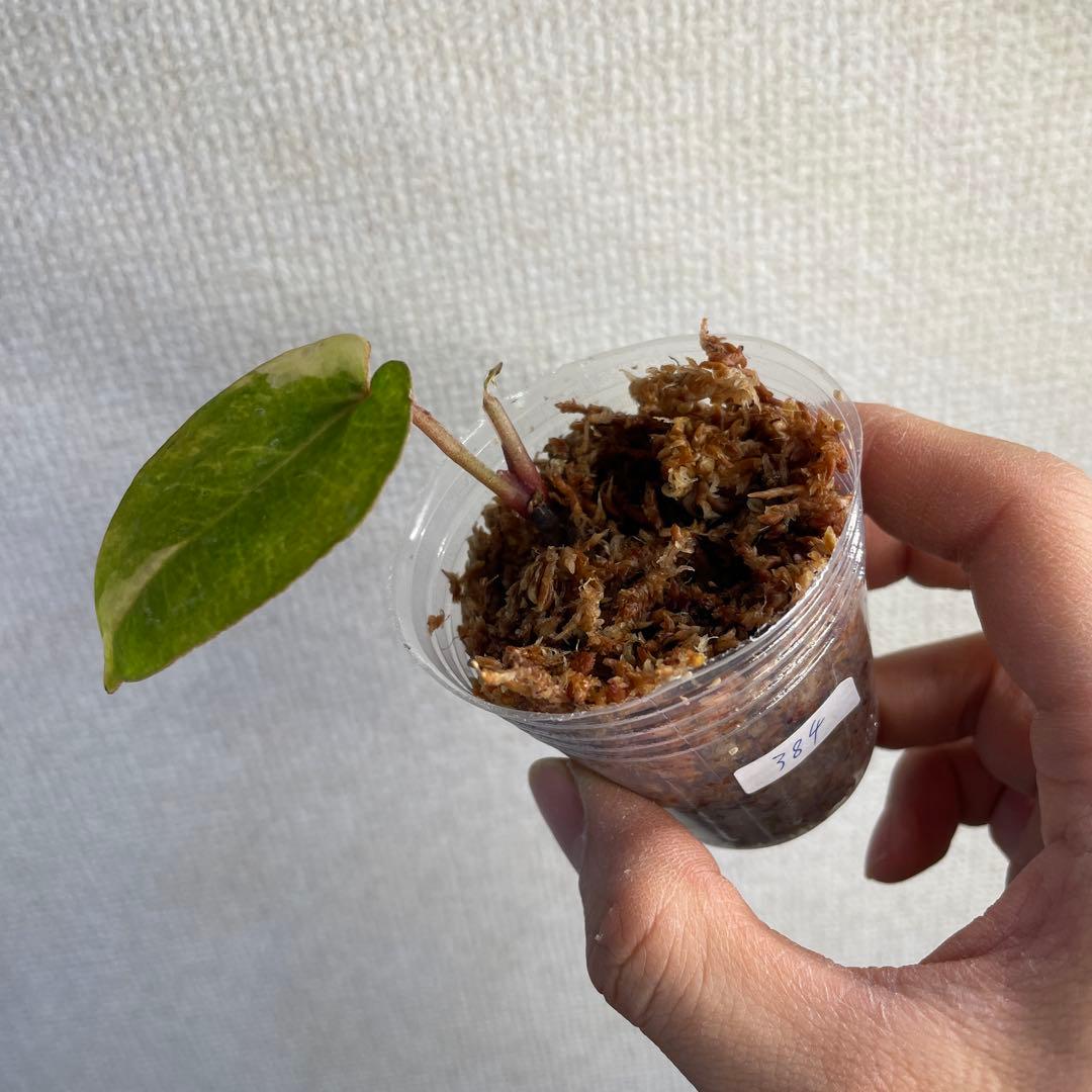 Anthurium AOS✖️RVDP斑入り - メルカリ