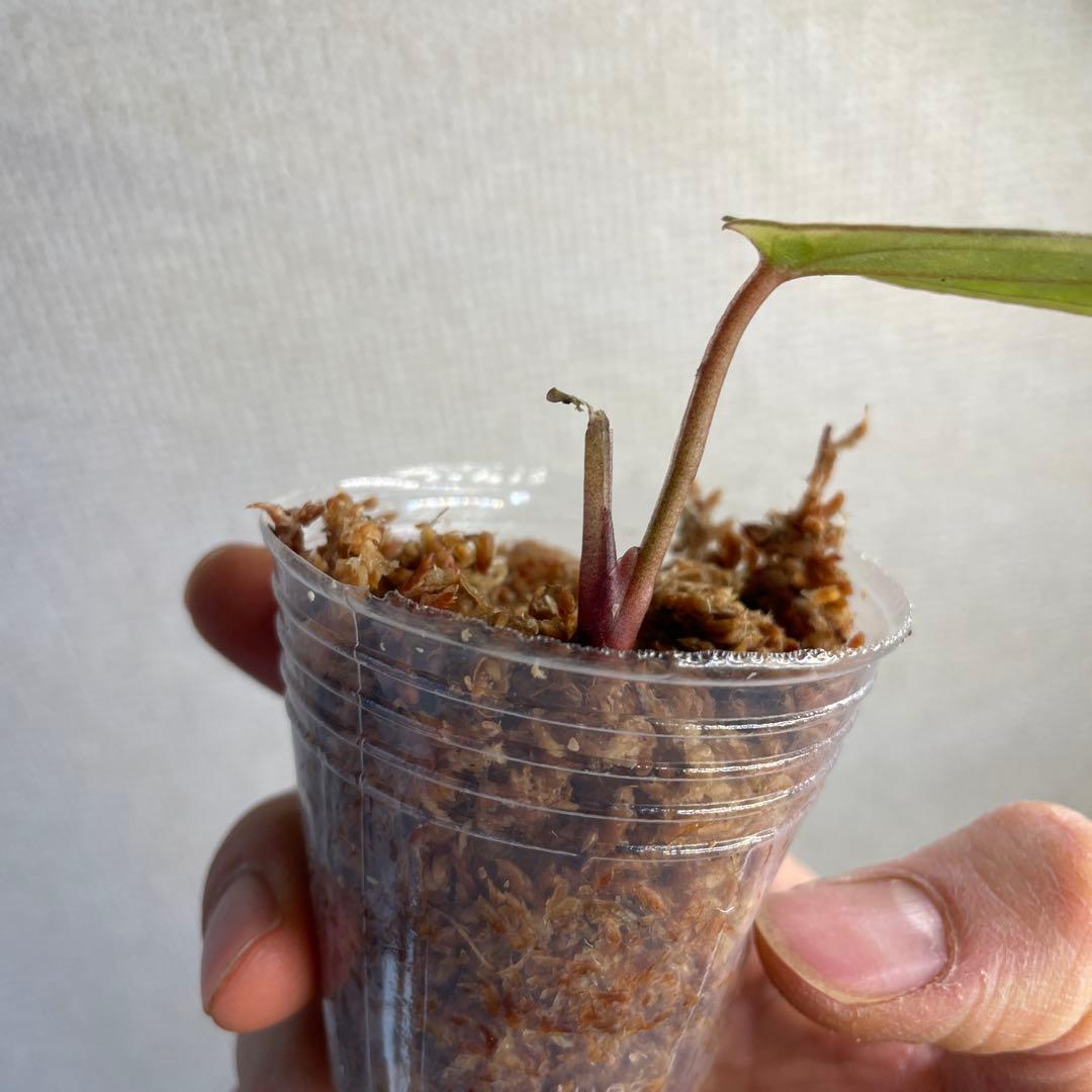 Anthurium AOS✖️RVDP斑入り - メルカリ