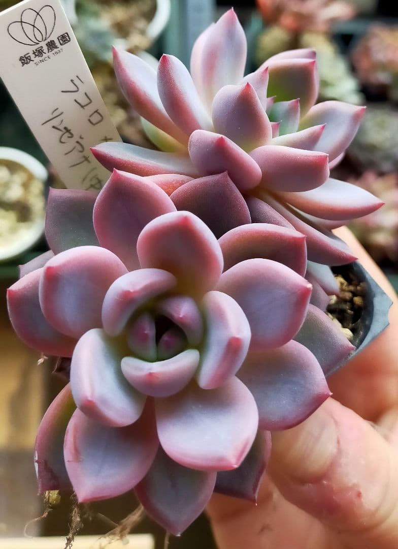 ラコロ 中里リンゼアナ 飯塚農園 土付き発送 多肉 ぷうさん - メルカリ