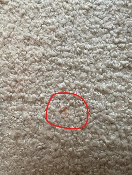 unico ウニコ EPET(エペット) ラグ - メルカリ