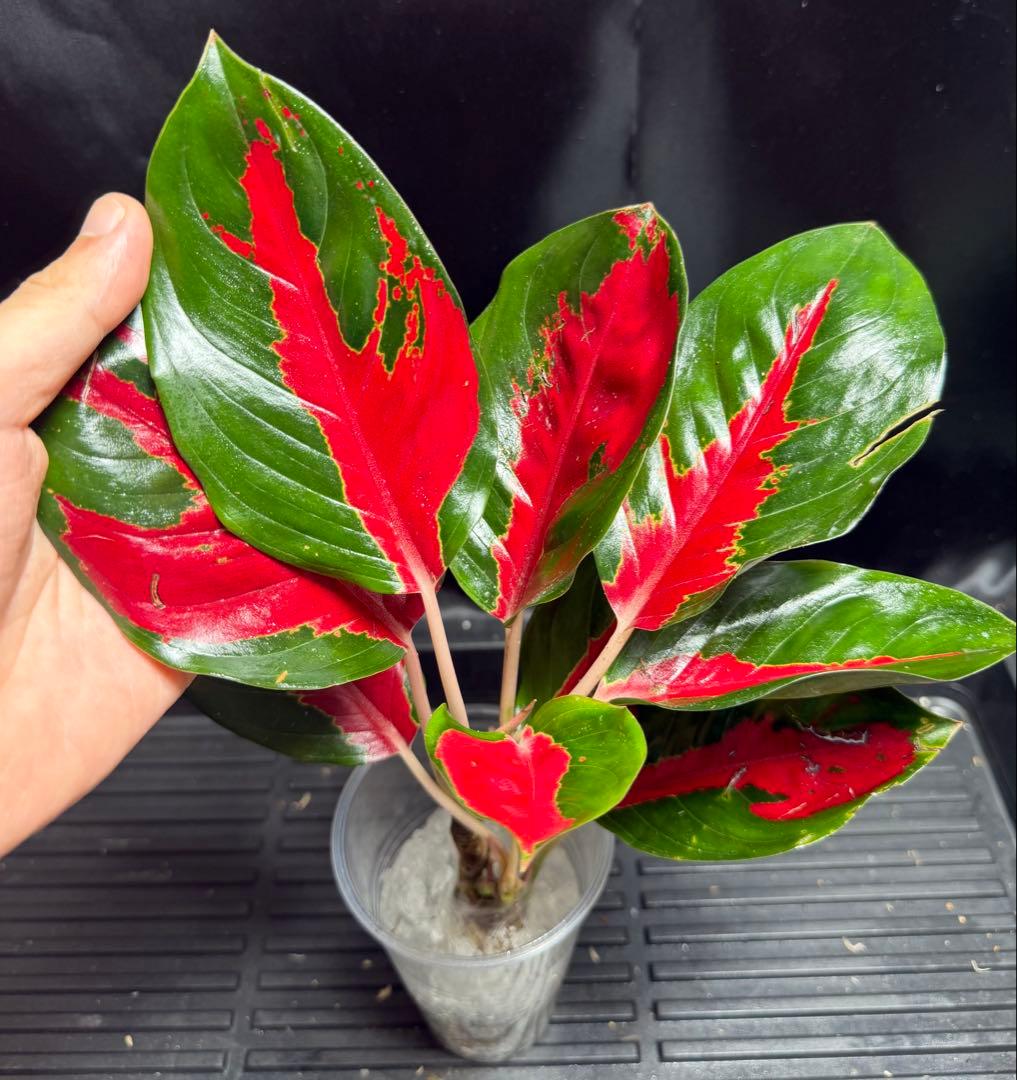 特別企画 新春セール Aglaonema アグラオネマ トリカラー シンプレクス