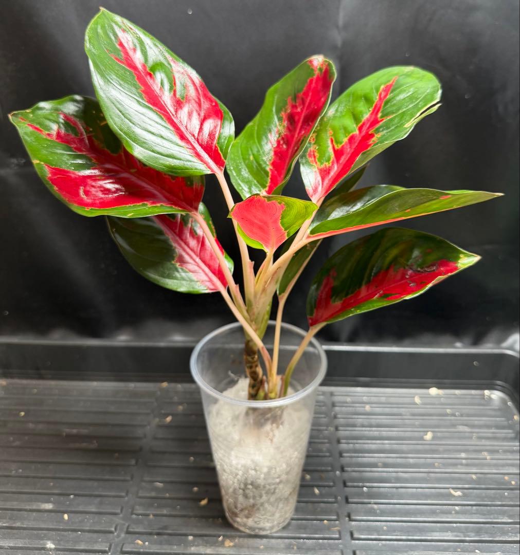 特別企画 新春セール Aglaonema アグラオネマ トリカラー シンプレクス