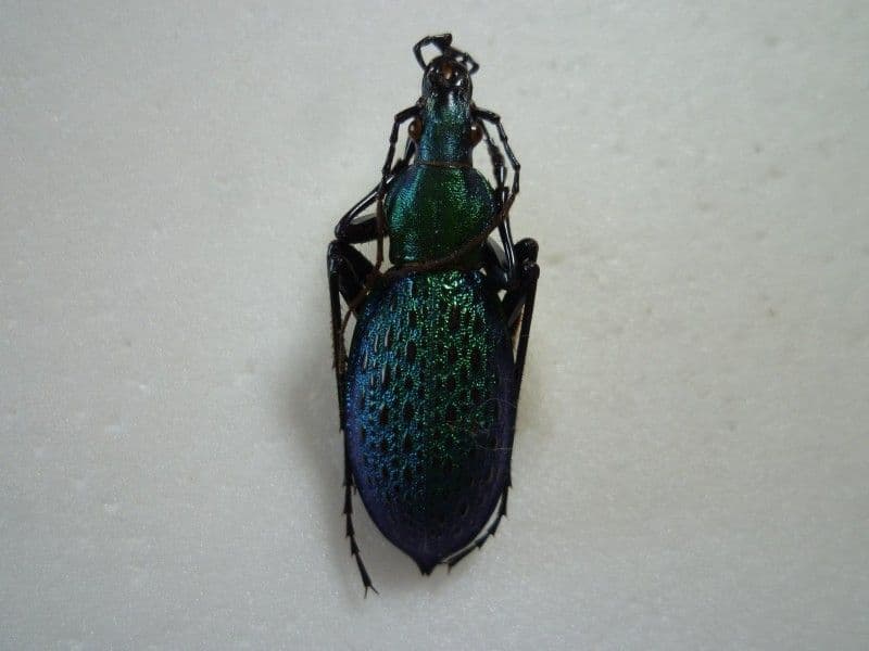 外国産オサムシ標本】アオカブリモドキ/韓国.智異山産/41mm - メルカリ