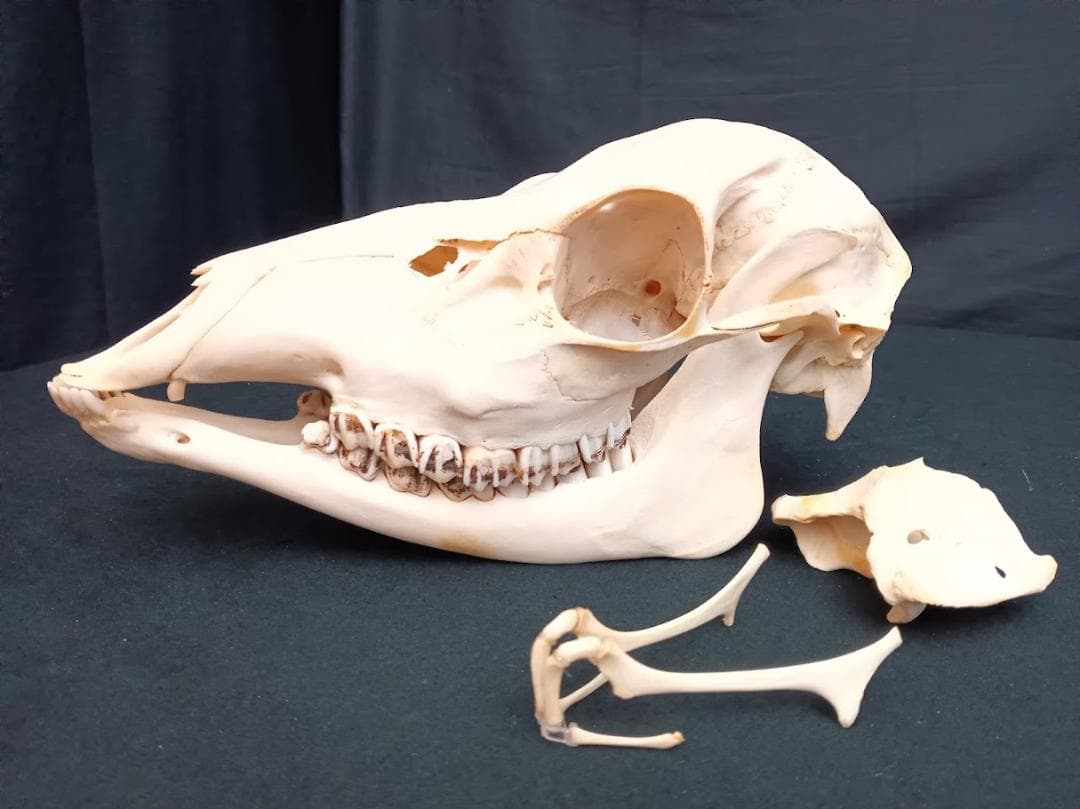 ニホンジカ メス39Kg 頭骨標本（舌骨・第一頸椎付き） 番号