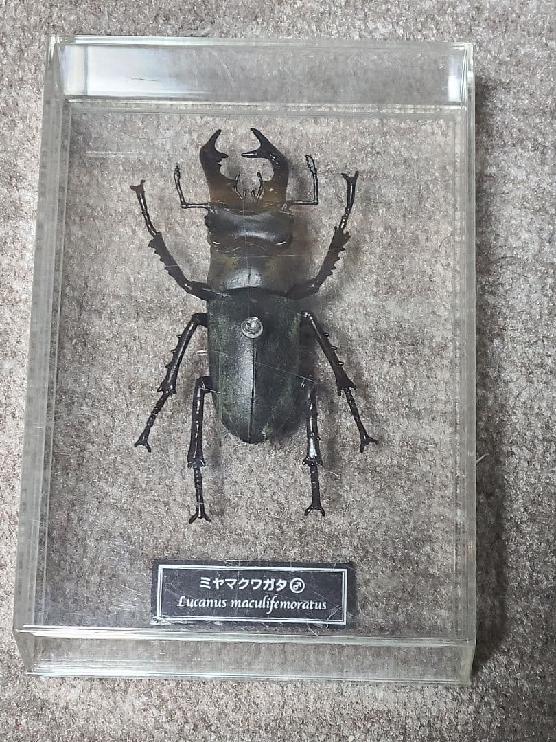 カブトムシ、クワガタ標本 4体セット - メルカリ