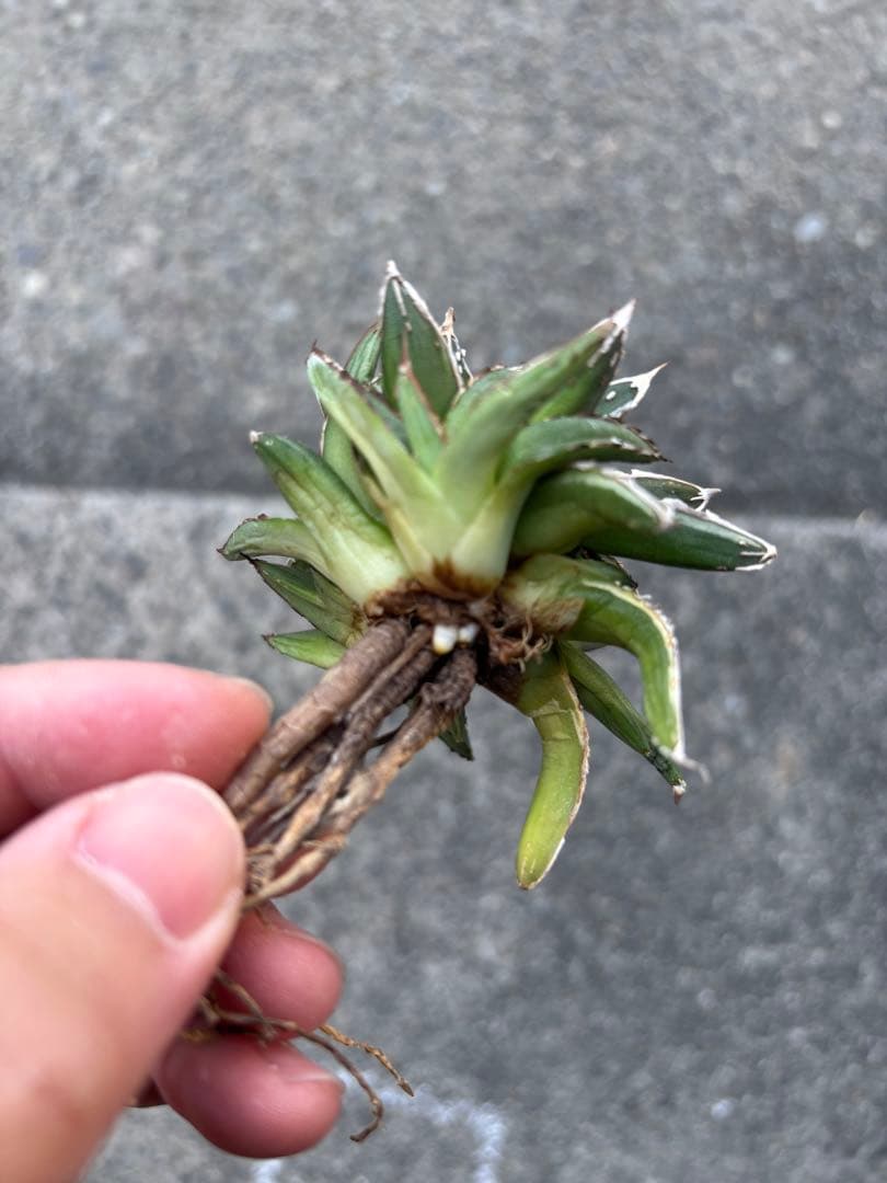 アガベ 姫笹の雪 白外斑入 子株4個付 極上株 - メルカリ