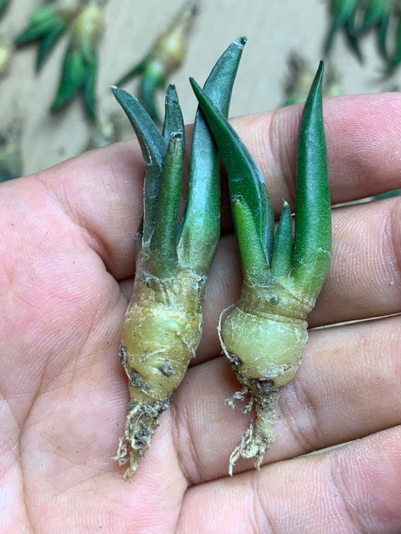 m*o様 TK29 サボテン アリオカルプス 亀甲牡丹ヒントニー 50苗セット