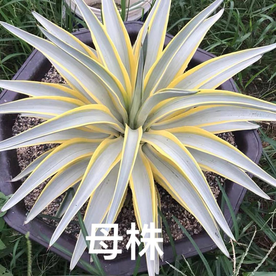 珍しい アガベ デスメティアーナ ブルームーン 銀河旅人 約11センチ