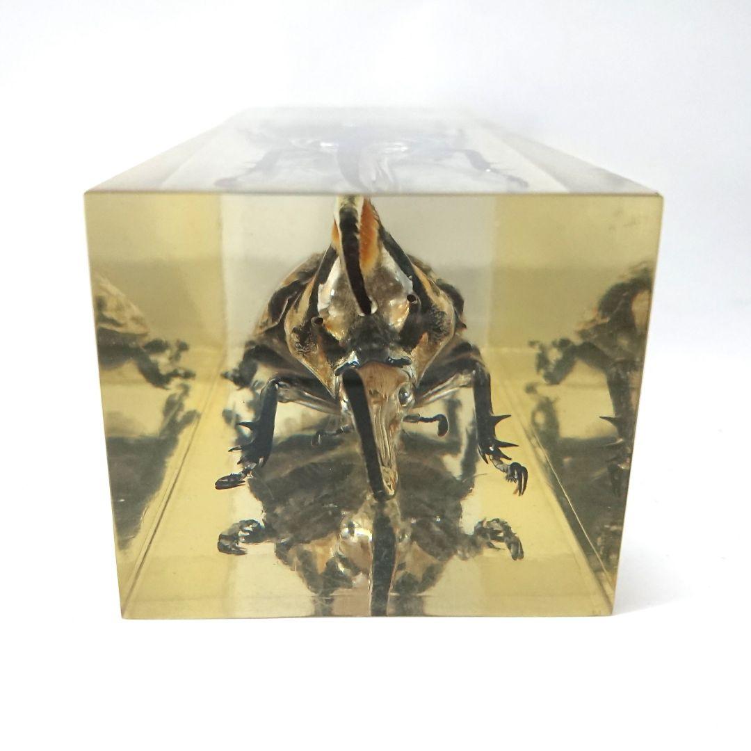 ネプチューンオオカブト アクティオンゾウカブト樹脂標本 コロンビア製