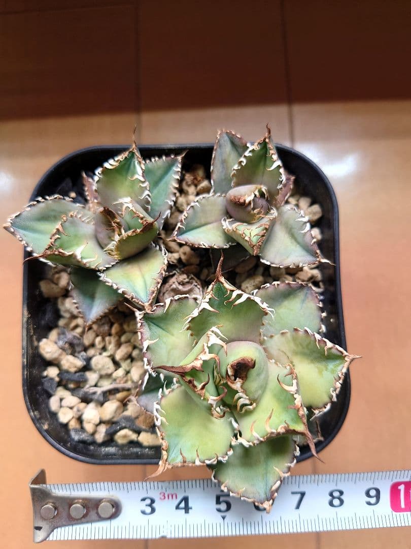 アガベ チタノタ フィリグリー 3株 - メルカリ