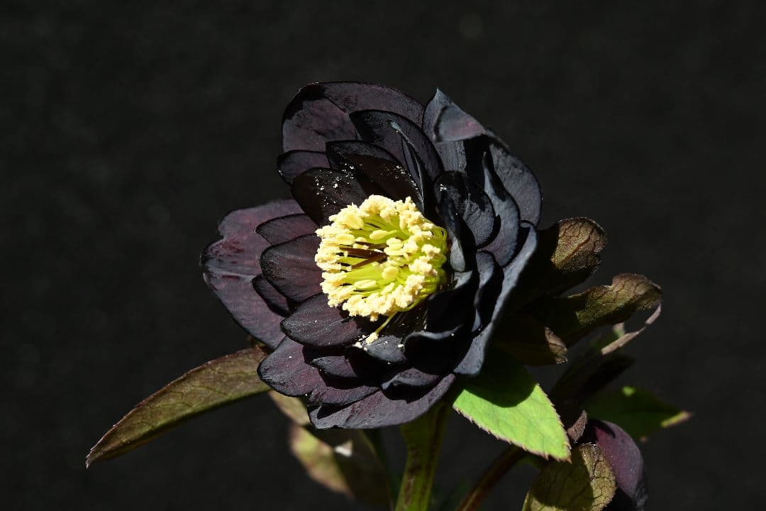 クリスマスローズ 認定Little Collection ddブラック加藤農園 - メルカリ