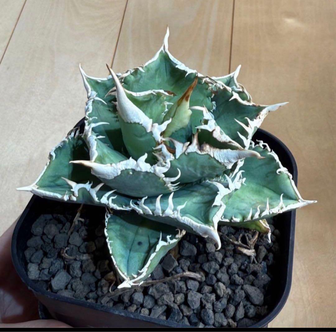 【鉢ごとメルカリ宅急便】アガベ チタノタ 大白鯊【置配・白棘・独特の鋸歯・低重心 鉢ごと発送】アガベ チタノタ 大白鯊 発根済み【白棘・独特の鋸歯・低