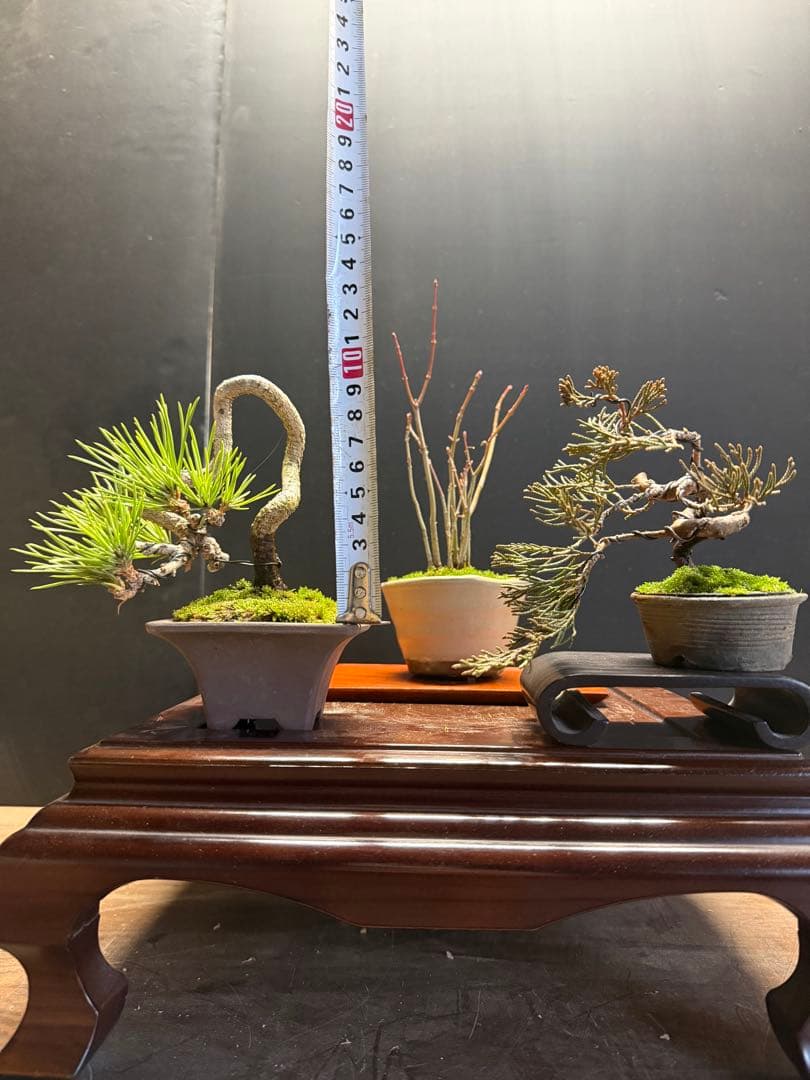 K*H様 特別オークションミニ盆栽3鉢セット 黒松真柏紅葉 bonsaiukiyoe