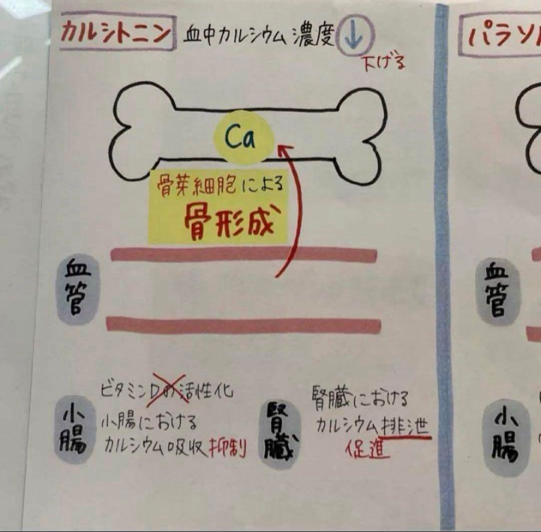 管理栄養士国家試験対策 まとめノート 基礎栄養学・人体の構造・臨床