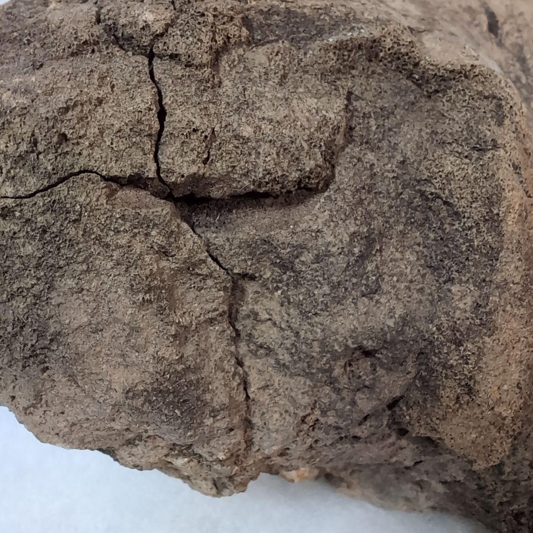 本物特大 博物館級 恐竜 ハドロサウルスの脛骨 化石 モンタナ ネーム