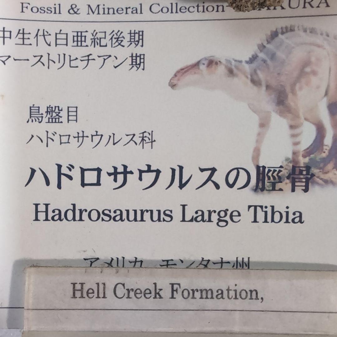 本物特大 博物館級 恐竜 ハドロサウルスの脛骨 化石 モンタナ ネーム