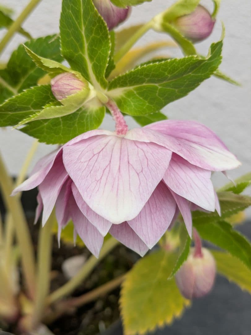 広瀬園芸 クリスマスローズ オーレア系 ピンクグラデーションdd