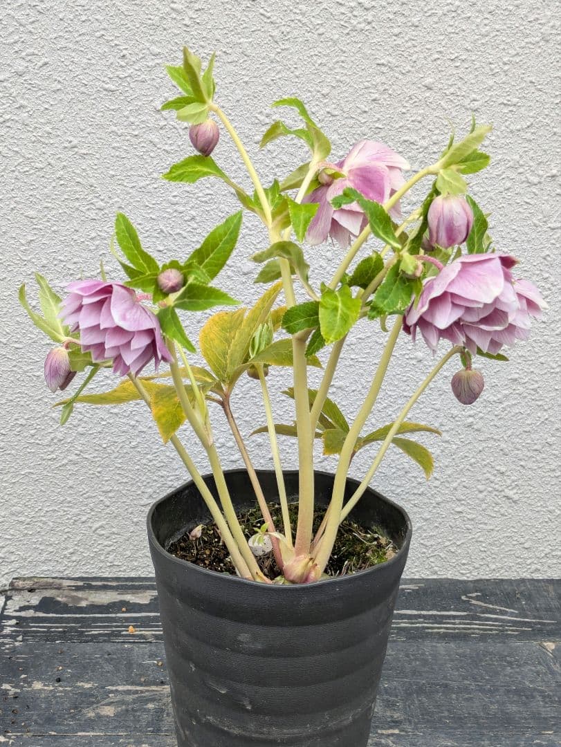 広瀬園芸 クリスマスローズ オーレア系 ピンクグラデーションdd