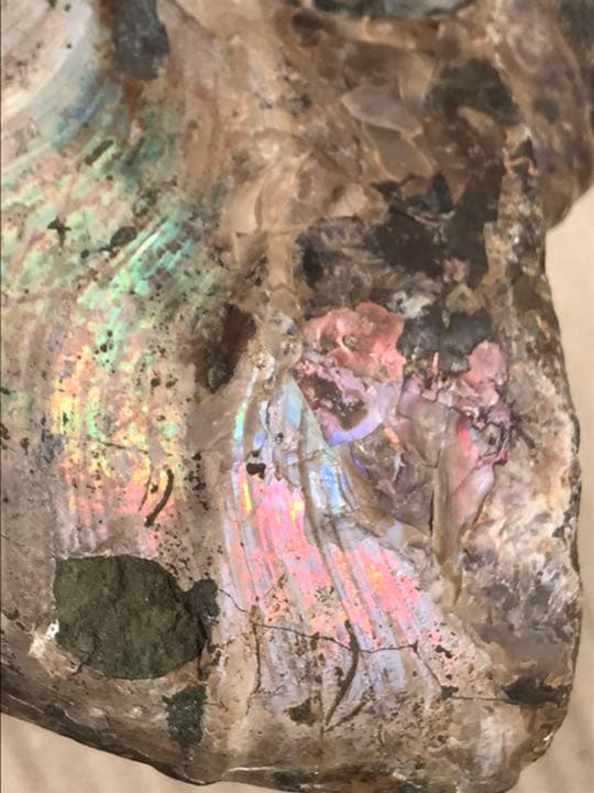 マダガスカル産 アンモナイト化石青（ビューダンティセラス）特大サイズ