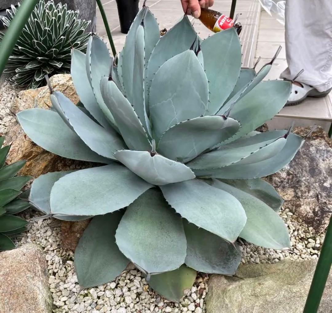 アガベ パリー トランカータ 子株 ドライガーデン - メルカリ