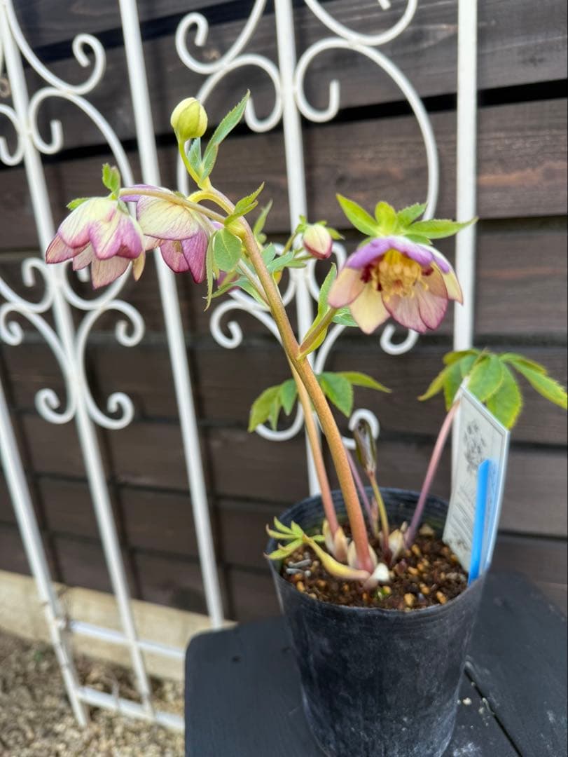 極美・希少】高橋育苗 ムルチフィダス系オーレア リトル・ビースト