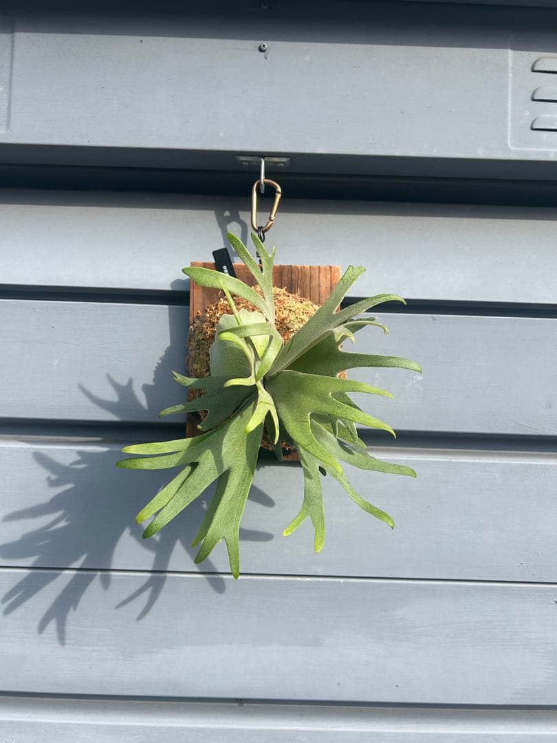 YUSAKU　伊弉諾　izanagi 子株　大きめ