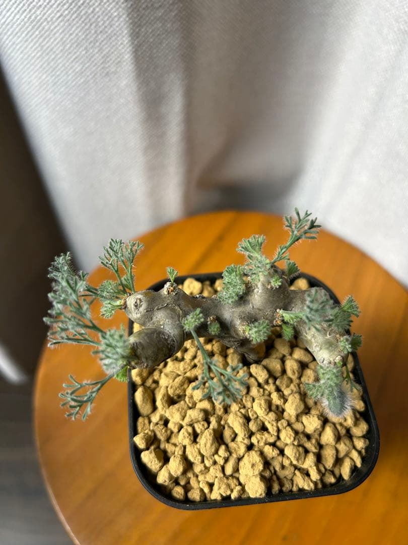 レア良型発根7サルコカウロン ムルチフィズム モンソニア ムルチフィダ