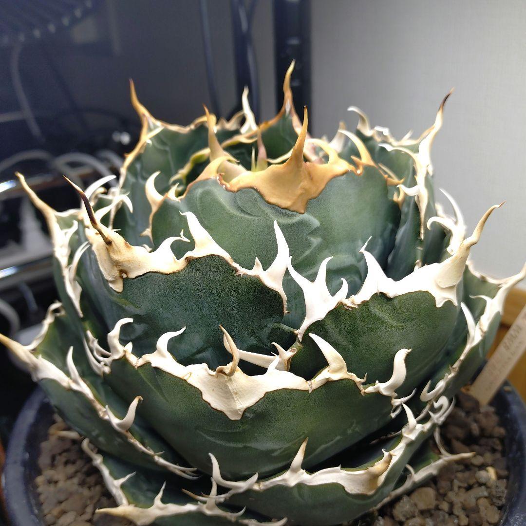 アガベ チタノタ 白鯨 WW3 コレクション株 - メルカリ