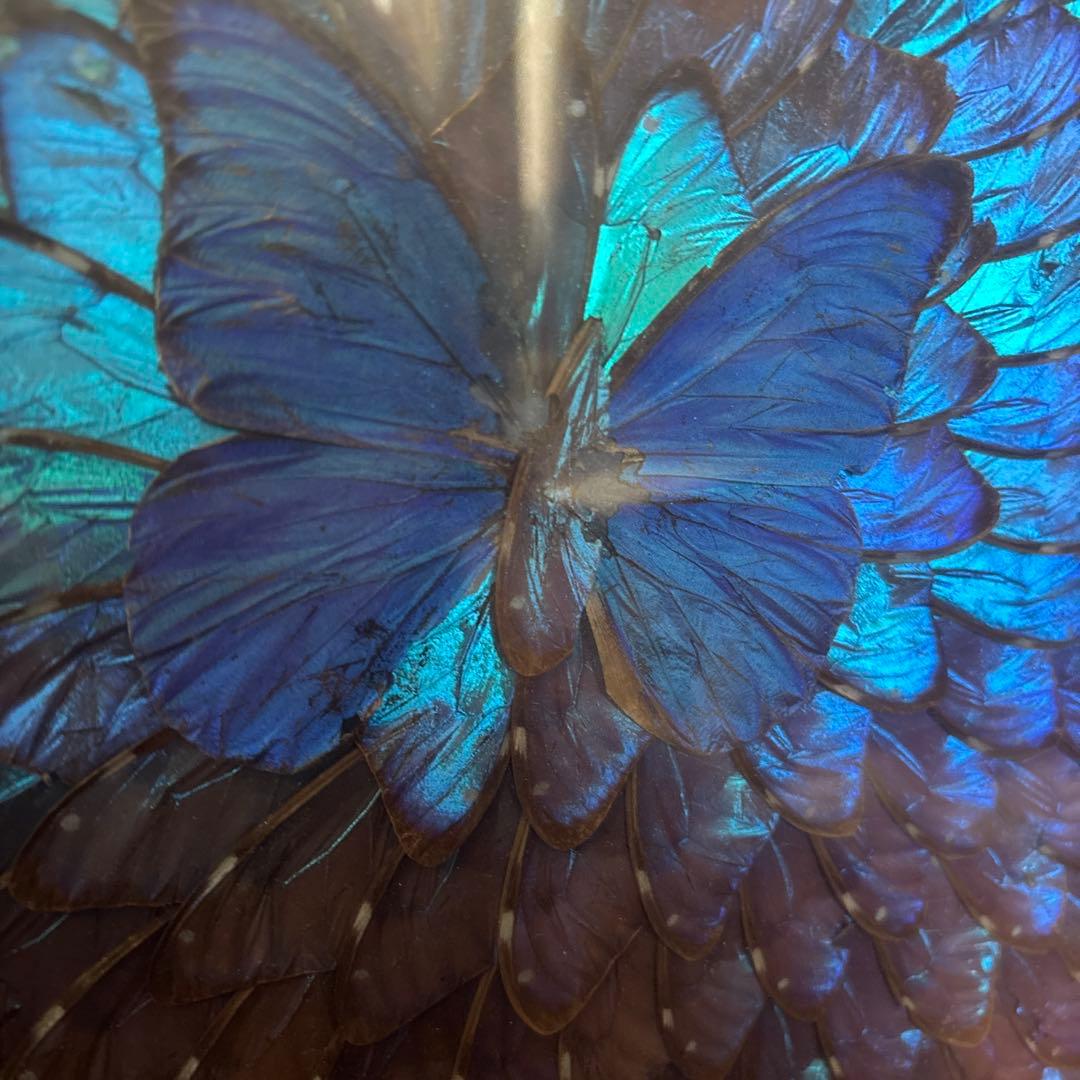 モルフォ蝶 蝶羽アート 壁掛け 額縁 額入り - メルカリ