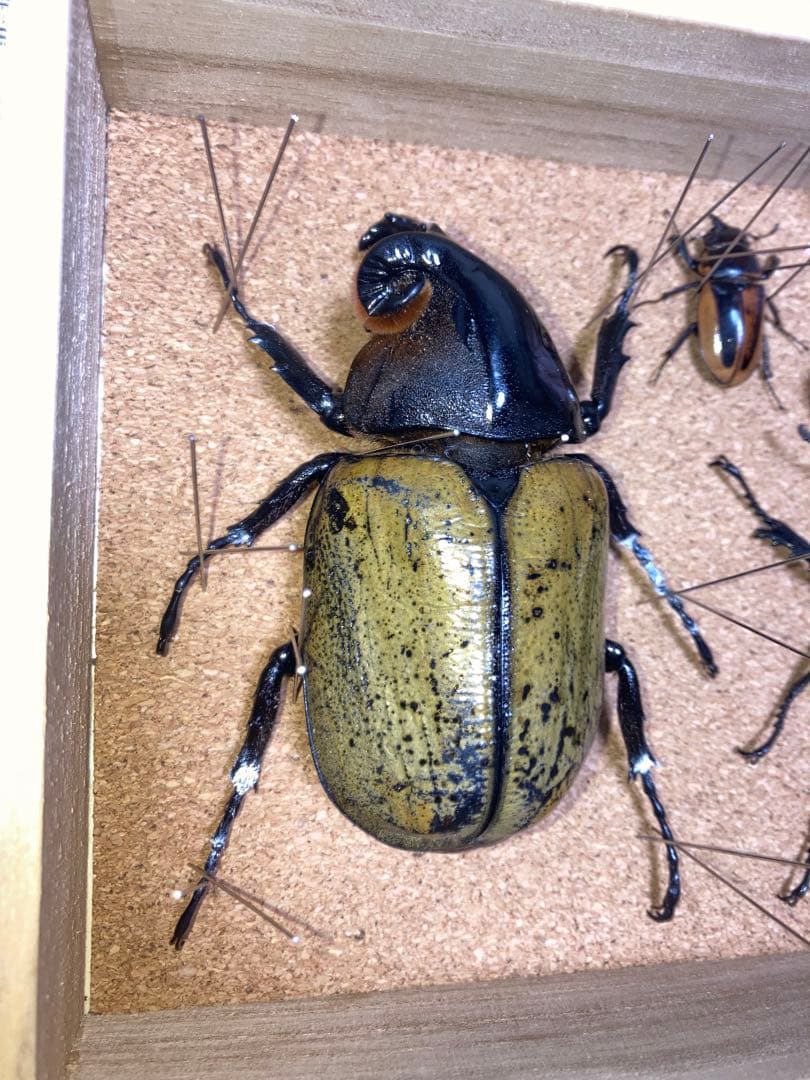 宍戸政紀様専用】雌雄モザイク ヘラクレスオオカブト - メルカリ