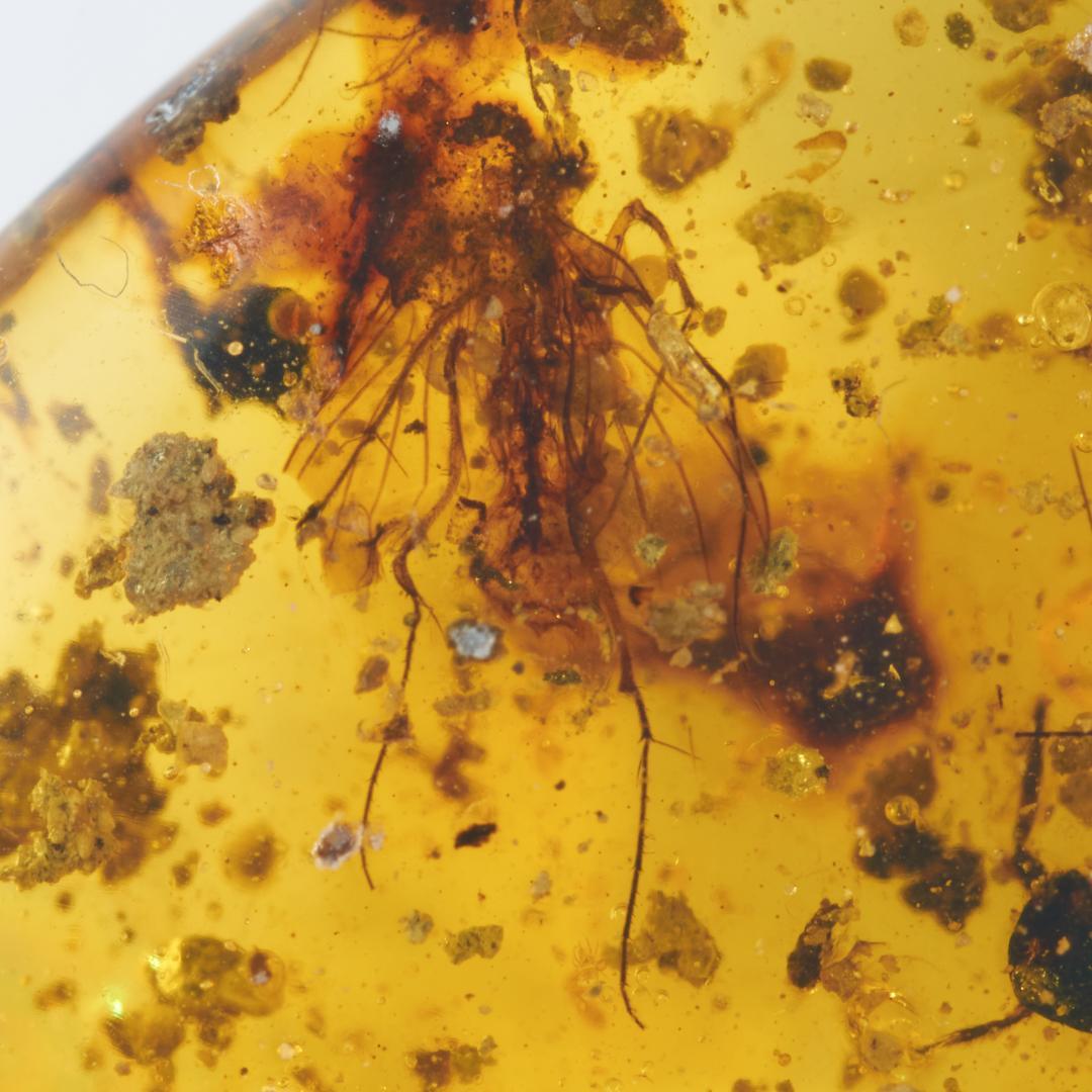 ZB336虫入り琥珀化石 ミャンマー カムティかタナイ産 9900万年前