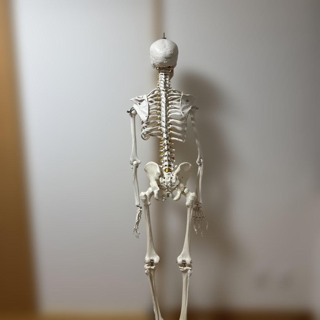 美品】3B Scientific等身大骨格模型／脊柱可動モデル／直立スタンド付