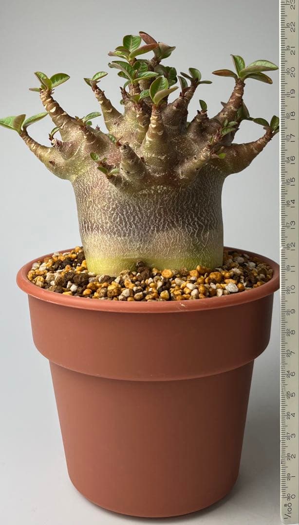 ブラックスキン/ドワーフ 】アデニウム アラビカム ワンガンルアンダム