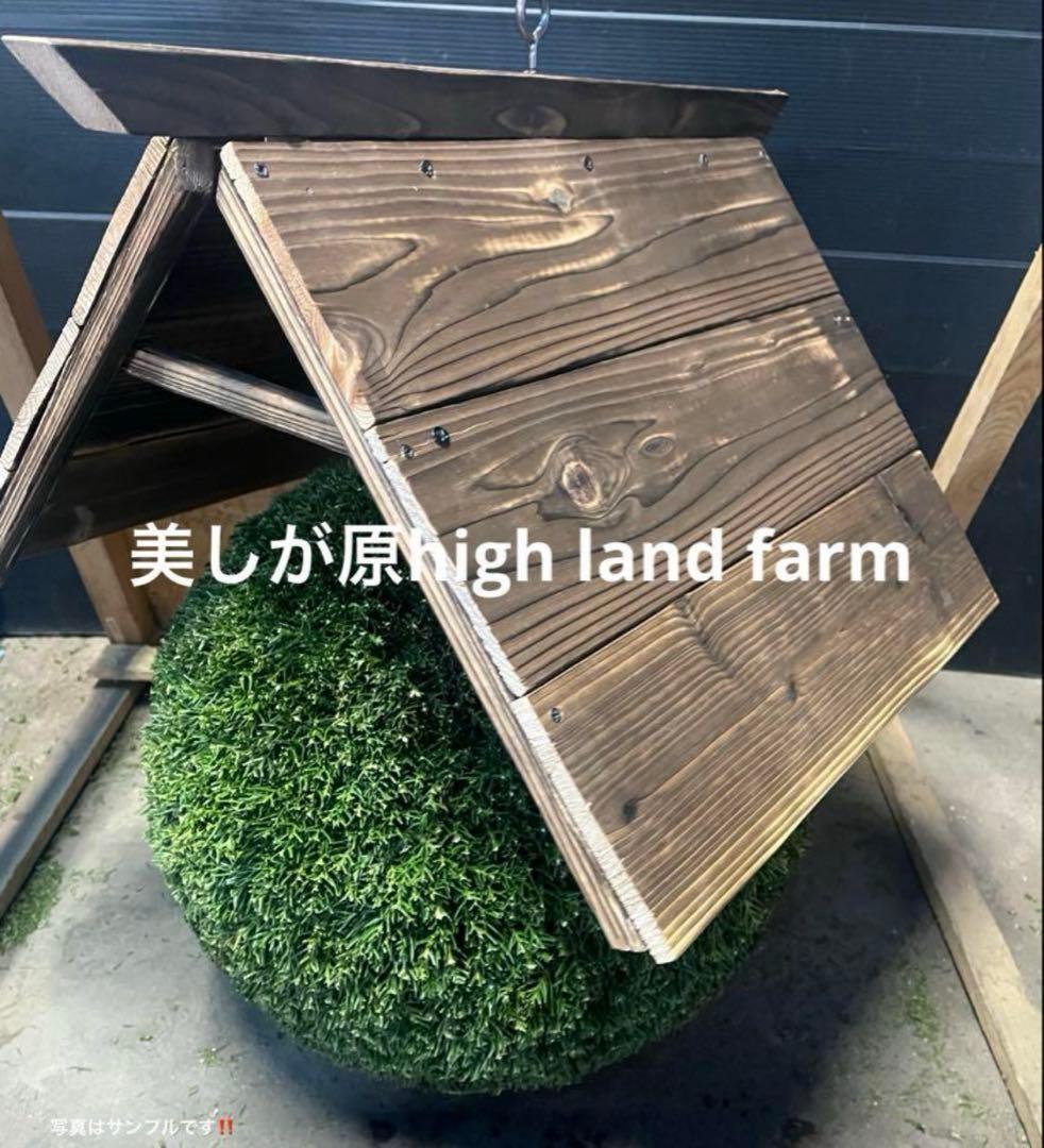 杉玉 約50センチ‼️お客様ご注文品♪ 鮨 酒 肴 杉玉