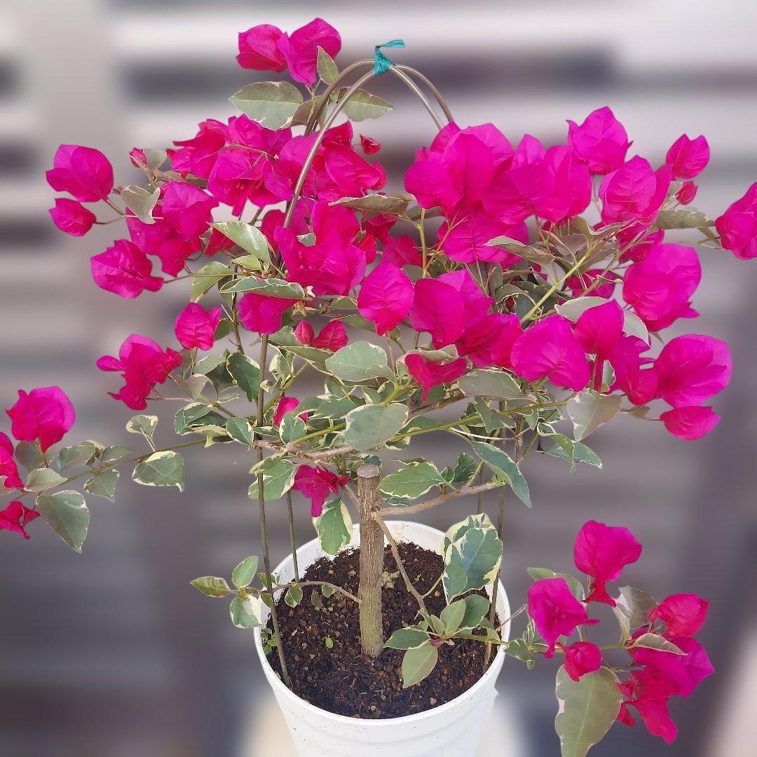 ブーゲンビリア斑入り No51 らくらくメルカリ便発送‼️