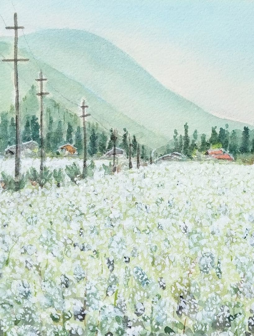 長野県 《 木曽蕎麦畑 》　 　水彩画　風景画　原画 プレゼントあり