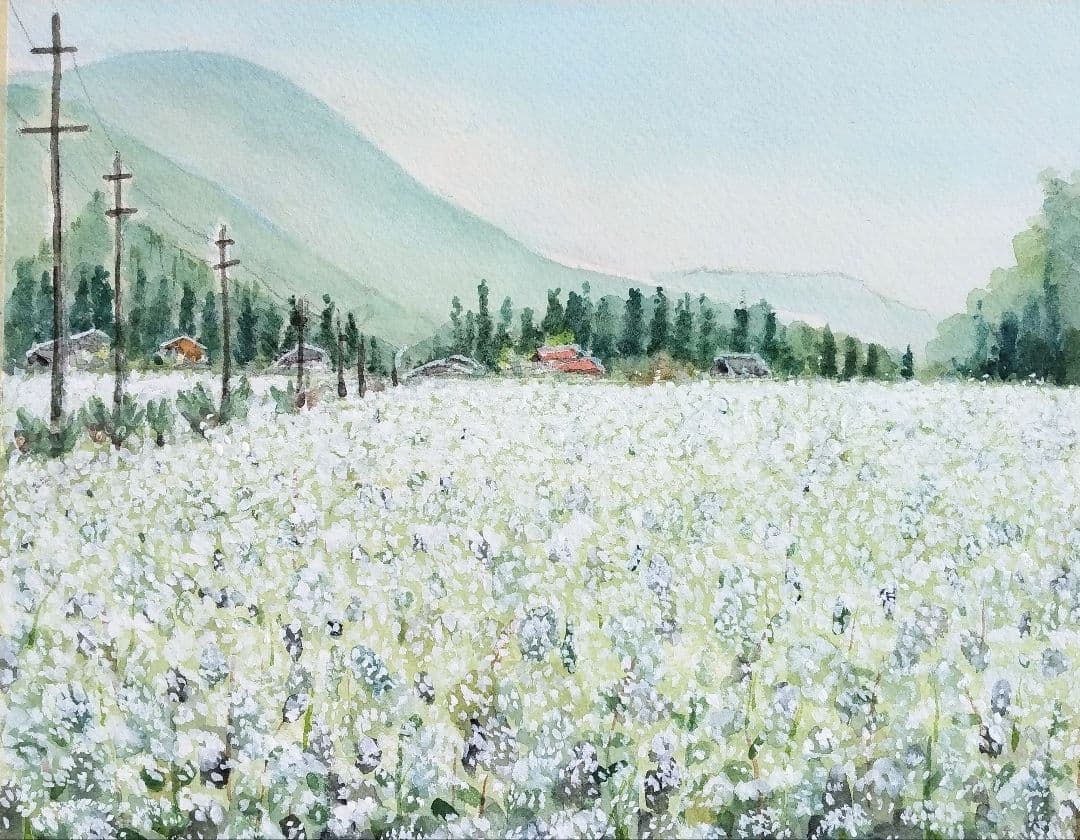 長野県 《 木曽蕎麦畑 》　 　水彩画　風景画　原画 プレゼントあり