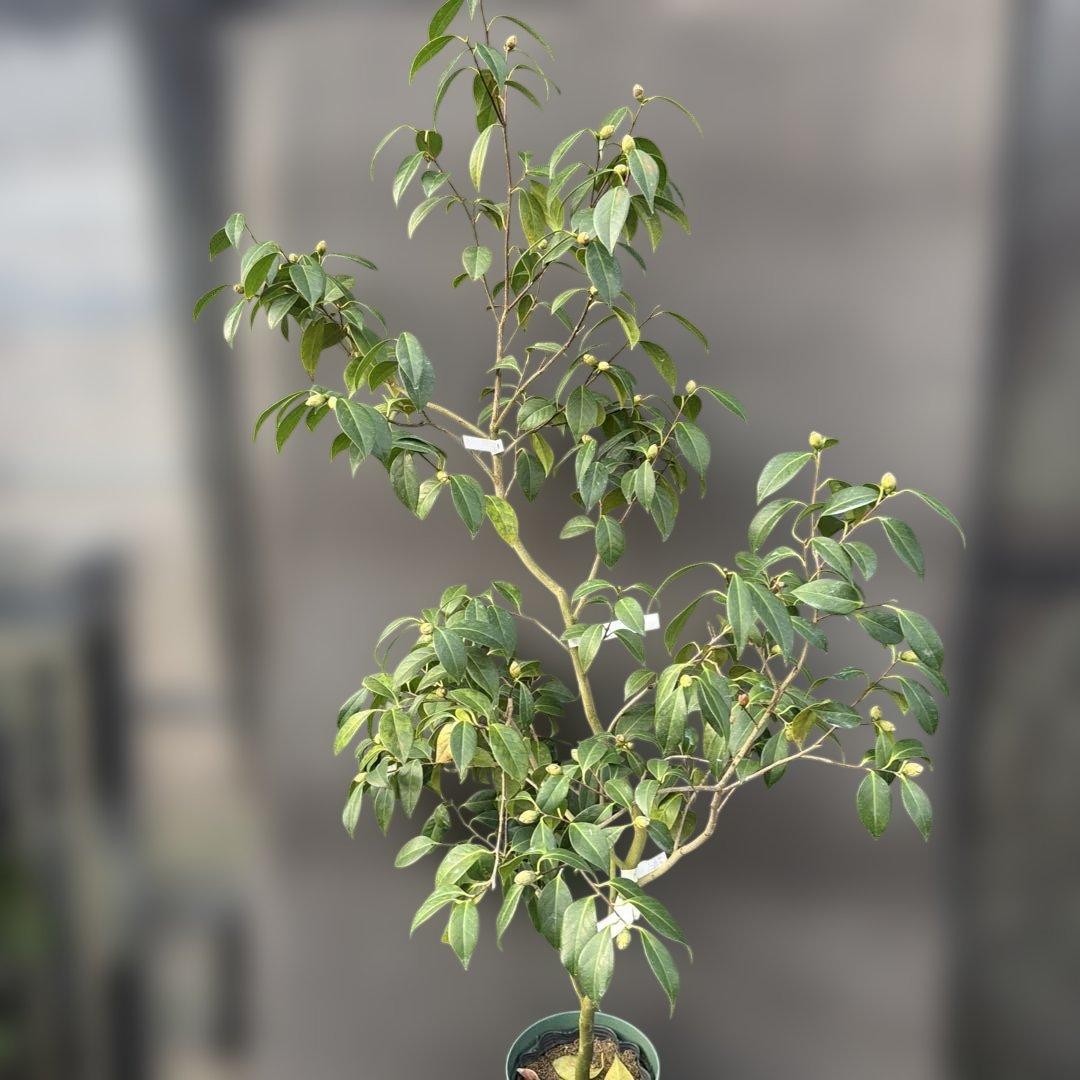 椿【玉唐子・たまからこ】咲き始めました♪ | 椿心 佐藤椿