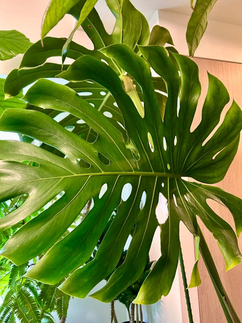 引取特価】【ワイルド】破格！巨大モンステラ 約120cm 8号鉢 葉60cm