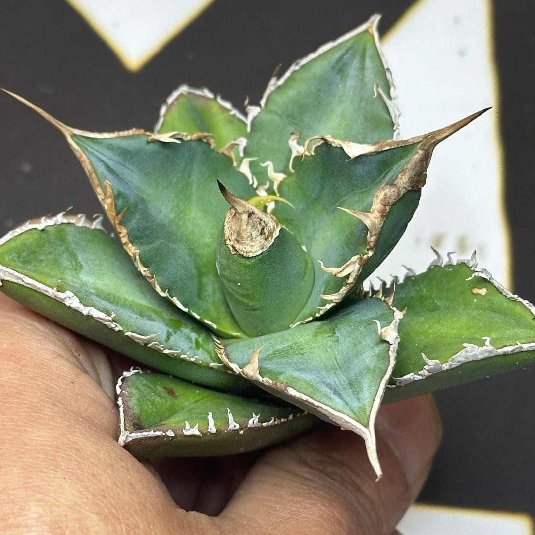 C*T様 548【上澳園芸】 アガベ チタノタshangao-005 車手（レーの通販