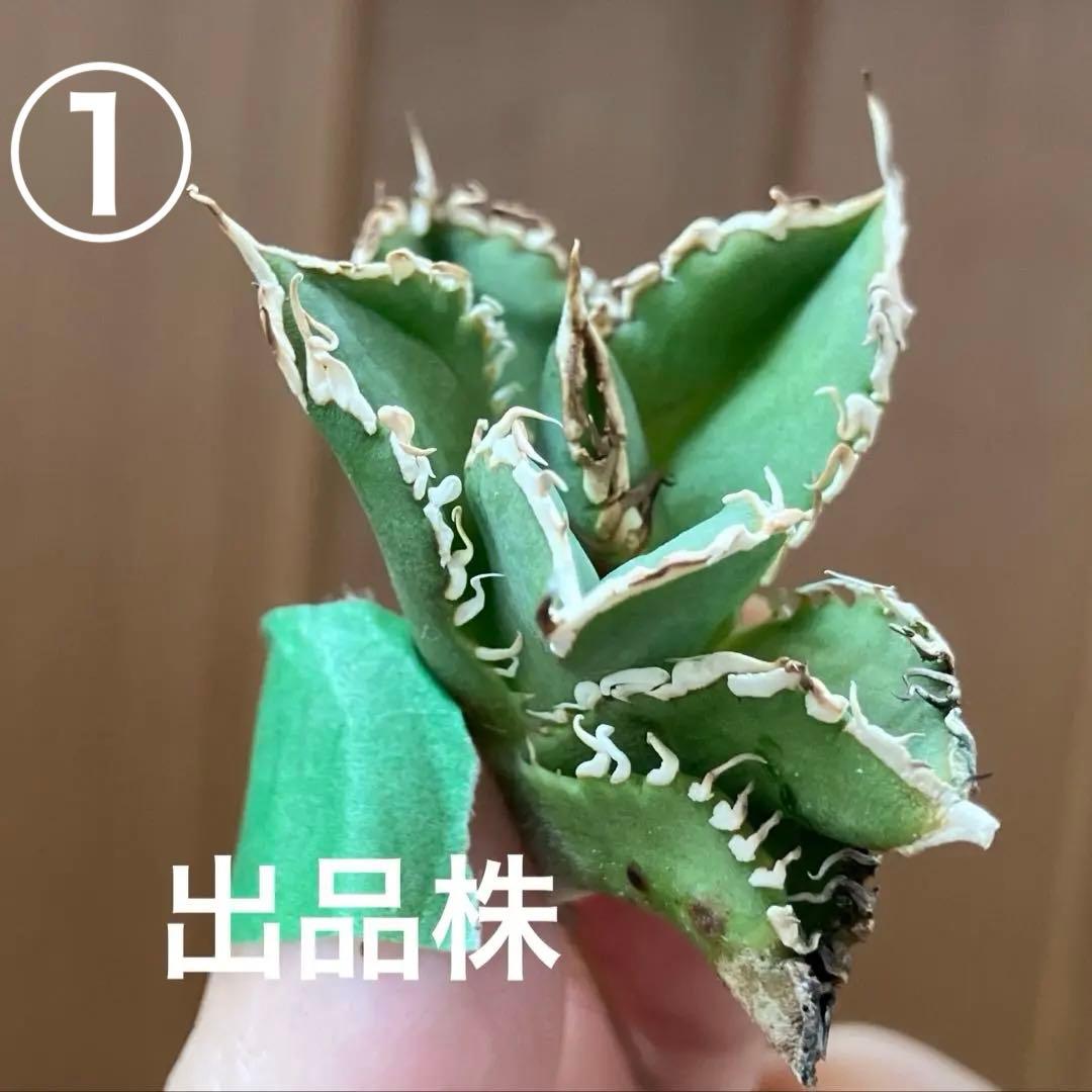 ノ*ツ様 【オークション】匿名配送　子株2株　有望　アガべ　白豪刺　OC【親株写