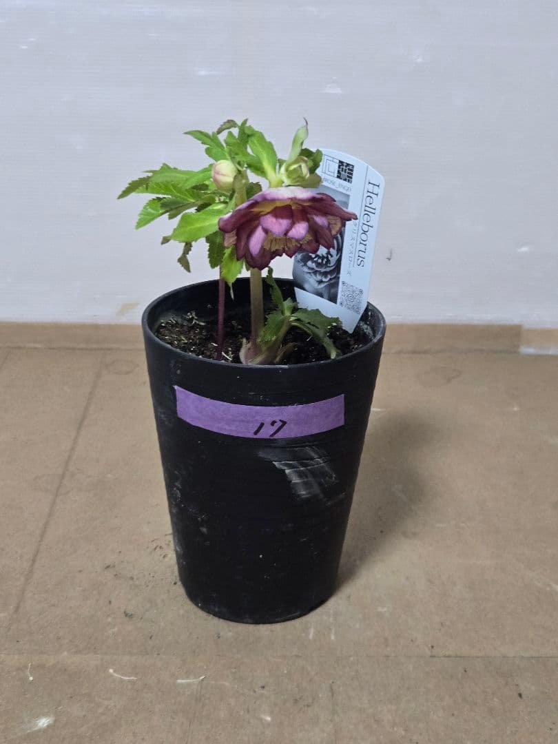 ☆広瀬園芸☆クリスマスローズ☆4.5号鉢☆ - メルカリ