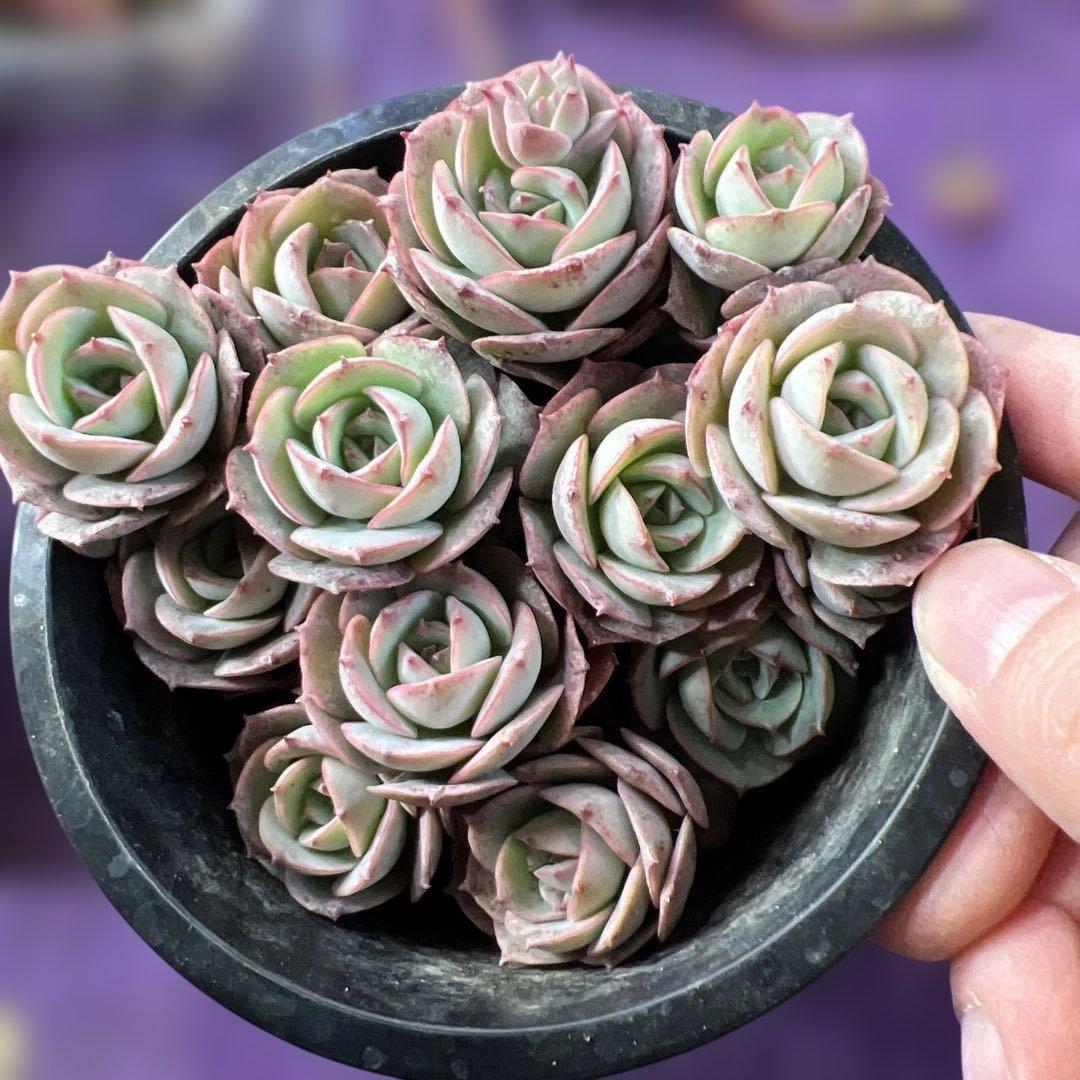 佐川急便　　るるれれろ 様