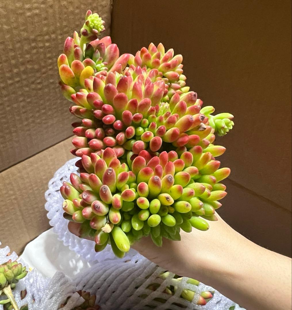 佐川急便　　るるれれろ 様