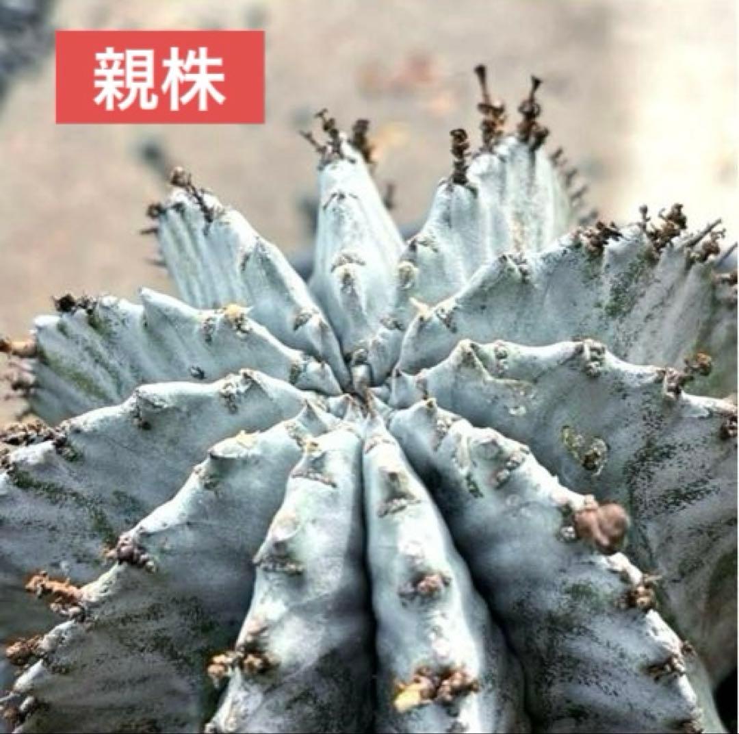 ユーフォルビアホリダ 勝岡アルバ 純血統 極上 雌株 SSSランク ラスト1