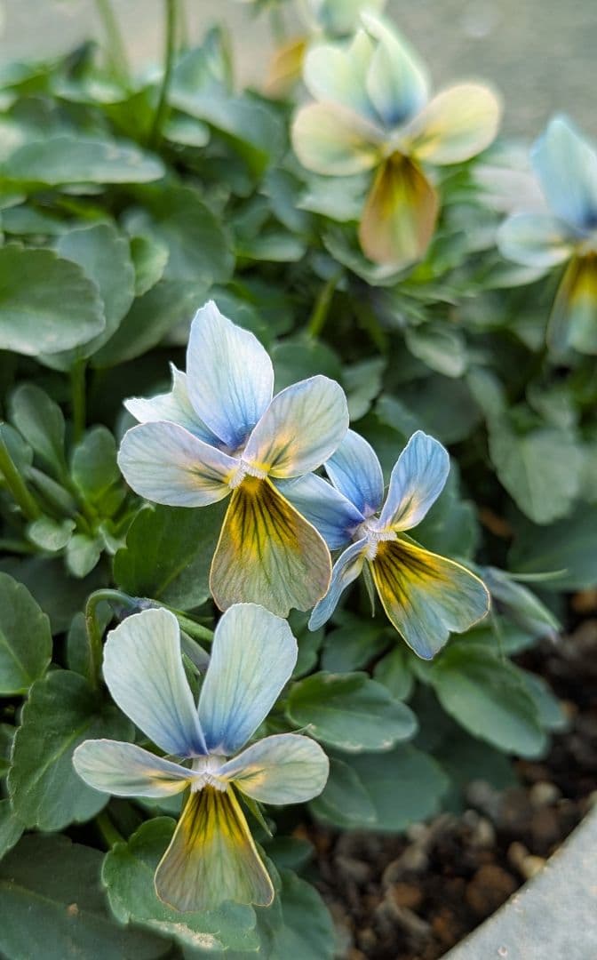 大人気 【すみれ図鑑】 入手困難 ☆鉢ごと発送♪
