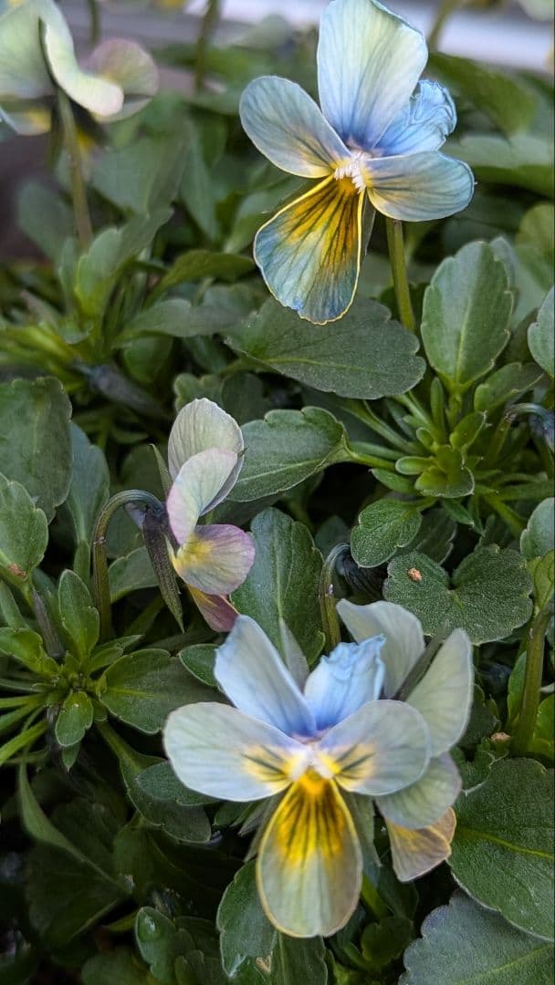 大人気 【すみれ図鑑】 入手困難 ☆鉢ごと発送♪