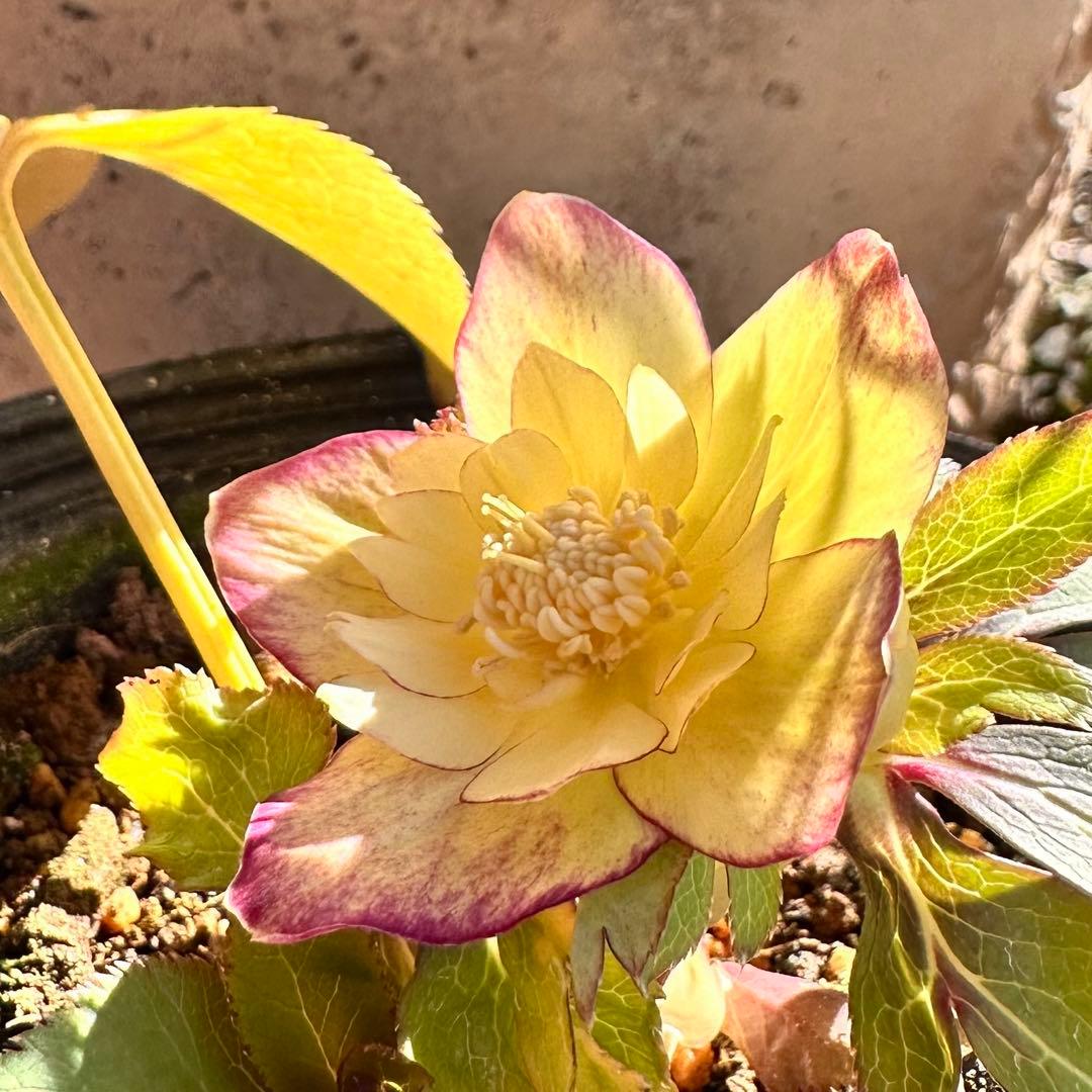 クリスマスローズ 蜃気楼 dd 大木ナーサリー 交配苗 - メルカリ